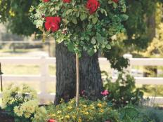 Rose Garden Design Tips | HGTV